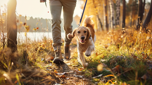 10 activités originales à partager avec son chien