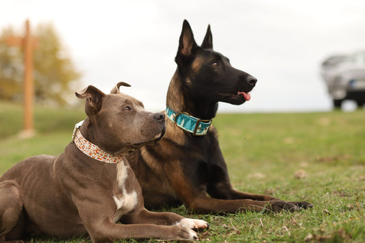 L’histoire secrète du BioThane (version racontée par un chien)